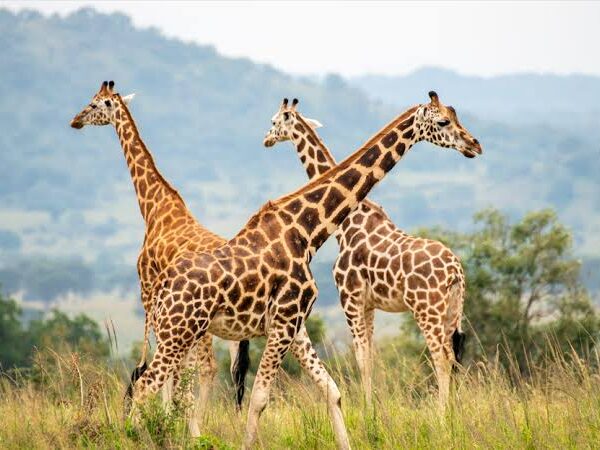 Why Go on a Safari to Kidepo Valley National Park?