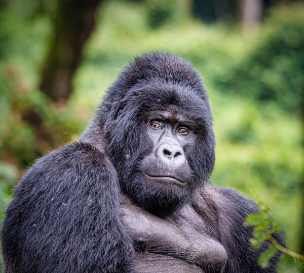Silverback Gorilla Strength