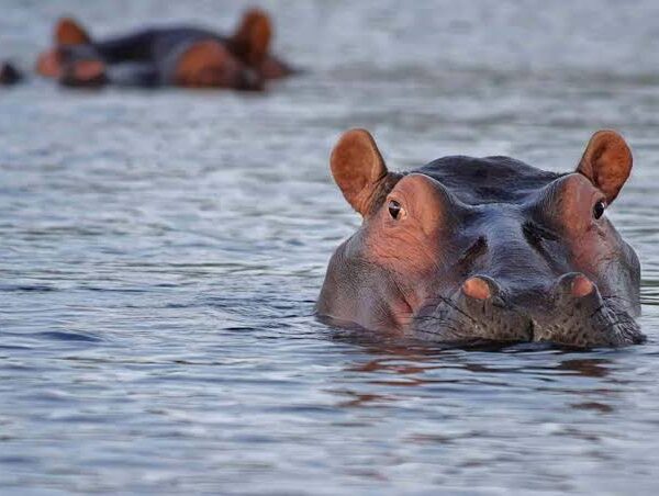 6 Days Tanzania Highlights