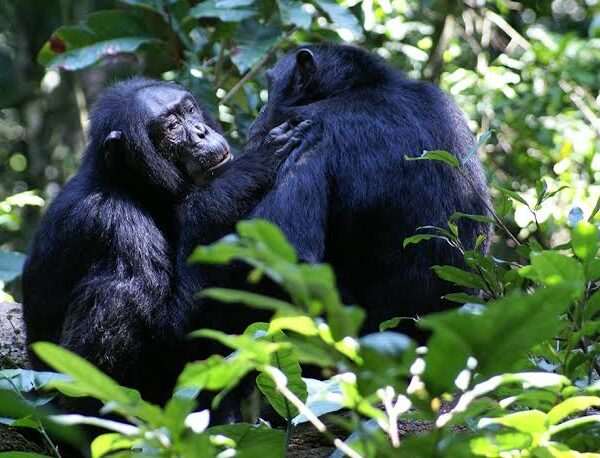 6 Days Uganda Wildlife Safari