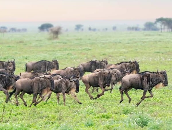 Where Is the Best Place to See the Wildebeest Migration?