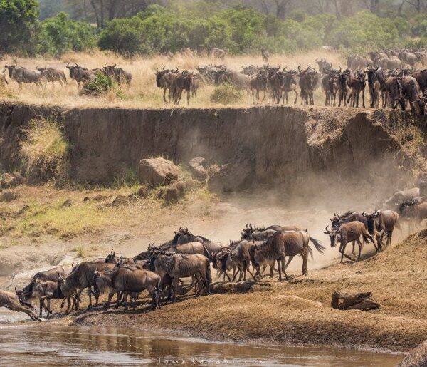 12 Days Wildebeest Migration & Zanzibar Beach Holiday