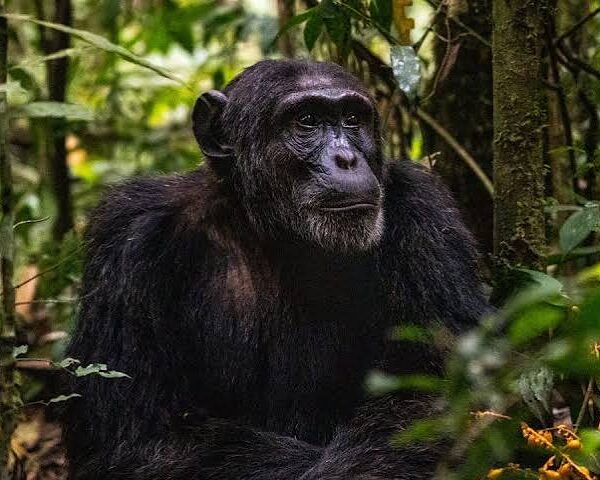 Nyungwe Forest National Park 2026 / 2027 Prices