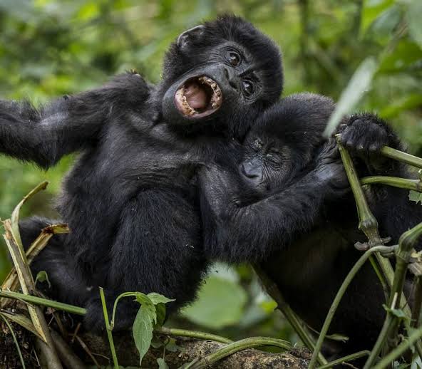 7 Days Kilimanjaro Day Hike, Serengeti & Gorillas Safari
