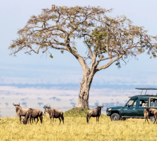 Why Are Kenya Safaris Expensive?