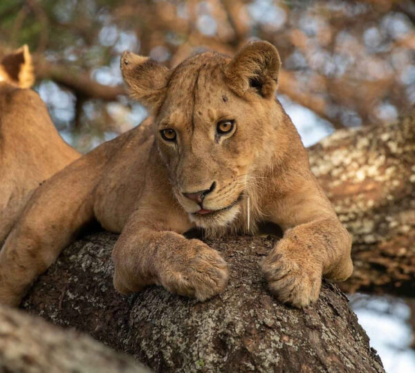 Tree Climbing Lions