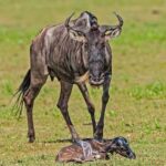 Great Wildebeest Migration