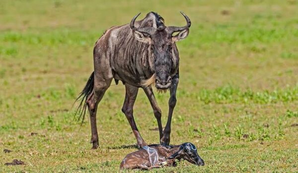 Great Wildebeest Migration