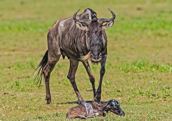 Great Wildebeest Migration
