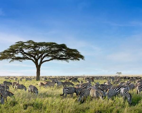 Serengeti Tours