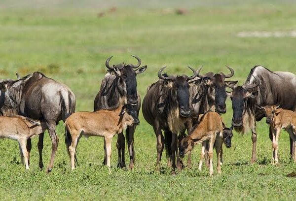 Where Is the Best Place to See the Wildebeest Migration?