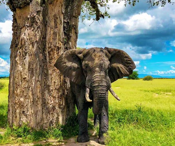 5 Days Best of Tanzania Safari