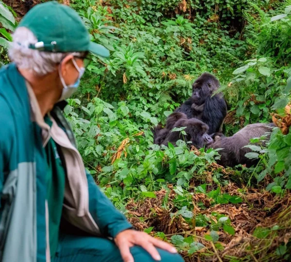 Ultimate Guide to Your Dream Uganda Safari