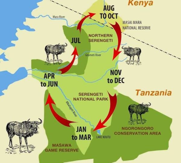 What Is the Best Month to Visit Masai Mara National Reserve?