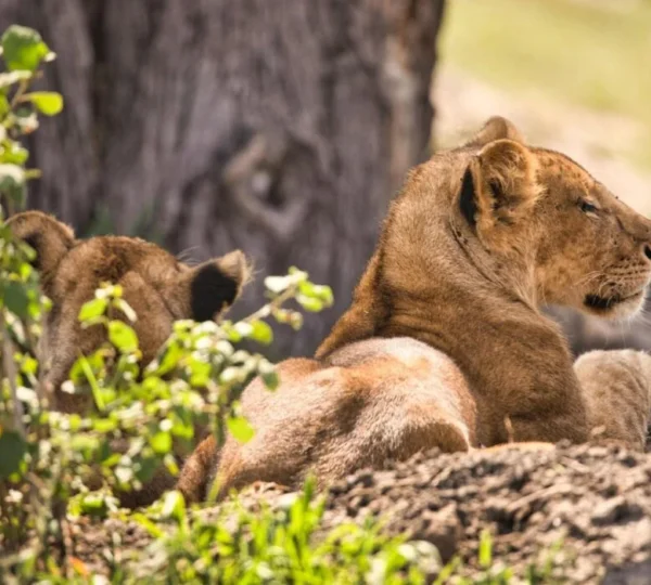 Best Destinations to See Lions in East Africa