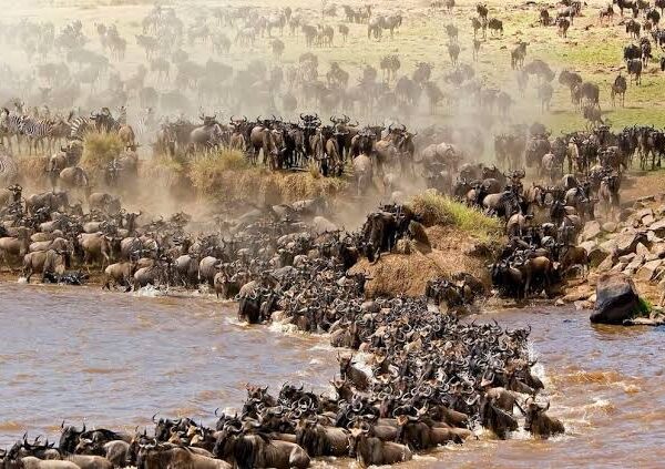 4 Days Lake Nakuru & Masai Mara Safari from Mombasa