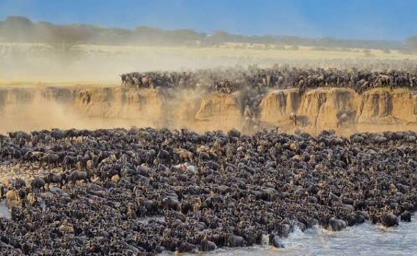 4 Days Serengeti & Ngorongoro Crater Safari