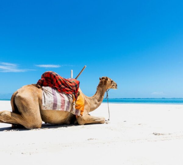 Ultimate Guide to Diani Beach Kenya