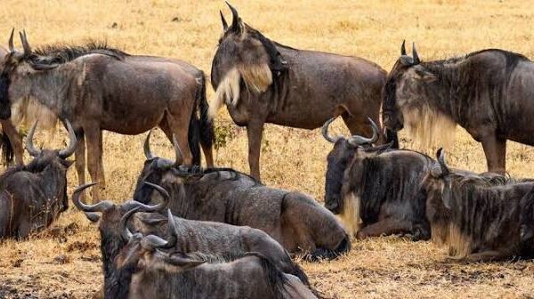 How Many Days Do You Need in Masai Mara?