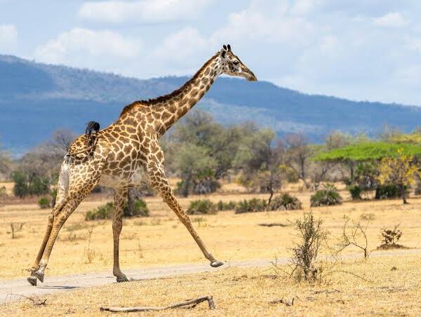 7 Fascinating Facts about Nyerere National Park