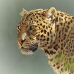 Tourist Activities to Do in Serengeti National Park