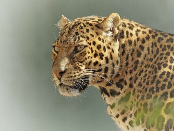 Tourist Activities to Do in Serengeti National Park