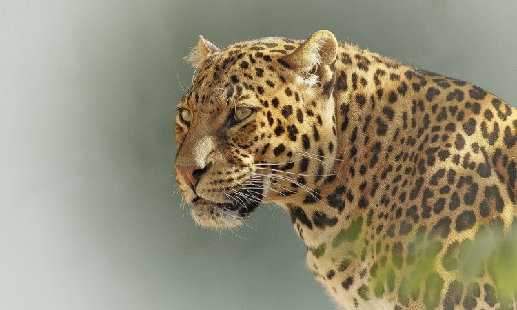 Tourist Activities to Do in Serengeti National Park