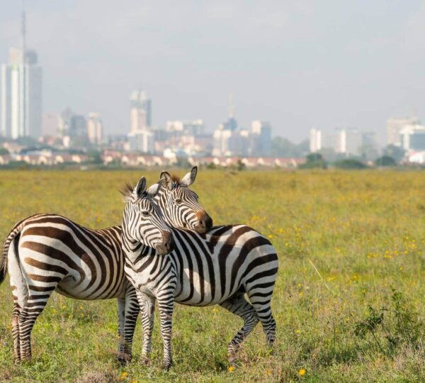 How to Get to Nairobi National Park